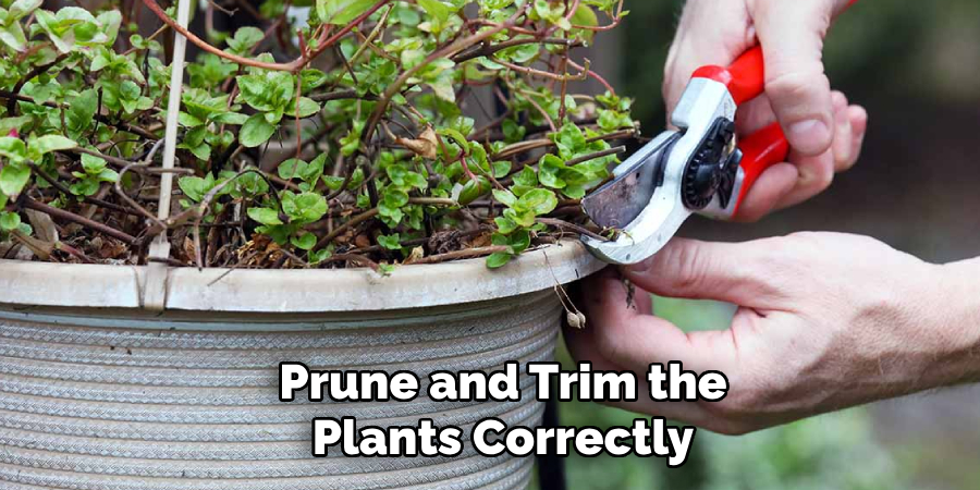 Prune and Trim the Plants Correctly