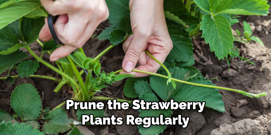 Prune the Strawberry Plants Regularly