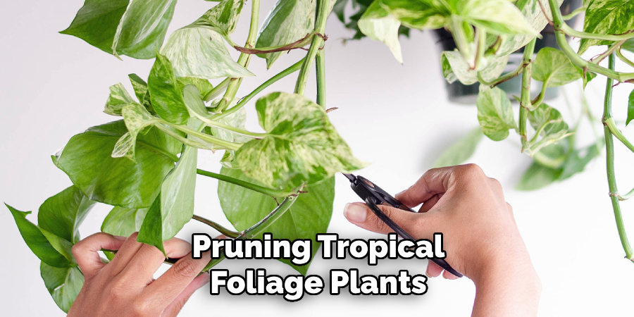 Pruning Tropical Foliage Plants