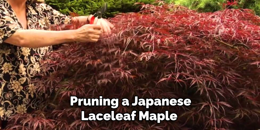 Pruning a Japanese Laceleaf Maple 