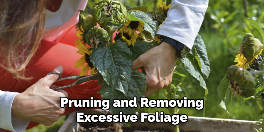 Pruning and Removing Excessive Foliage