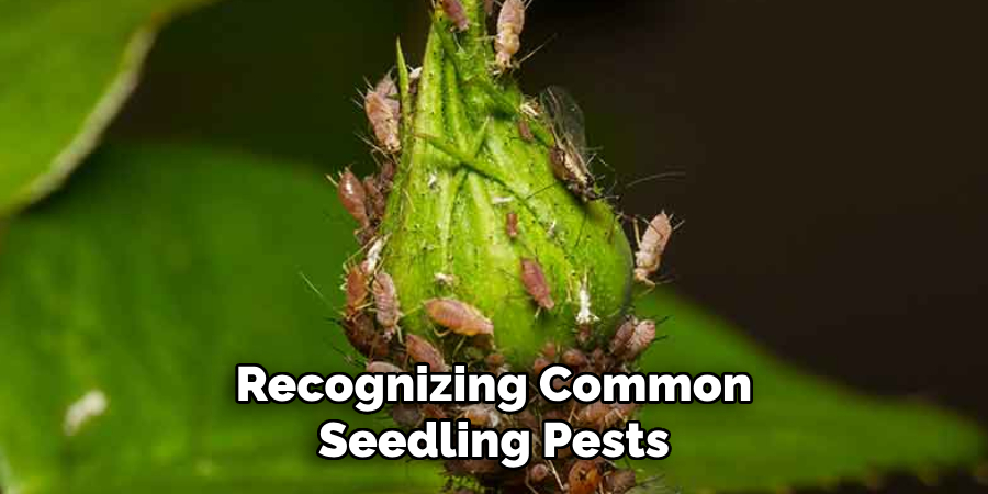 Recognizing Common Seedling Pests