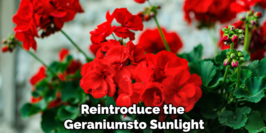 Reintroduce the Geraniums to Sunlight