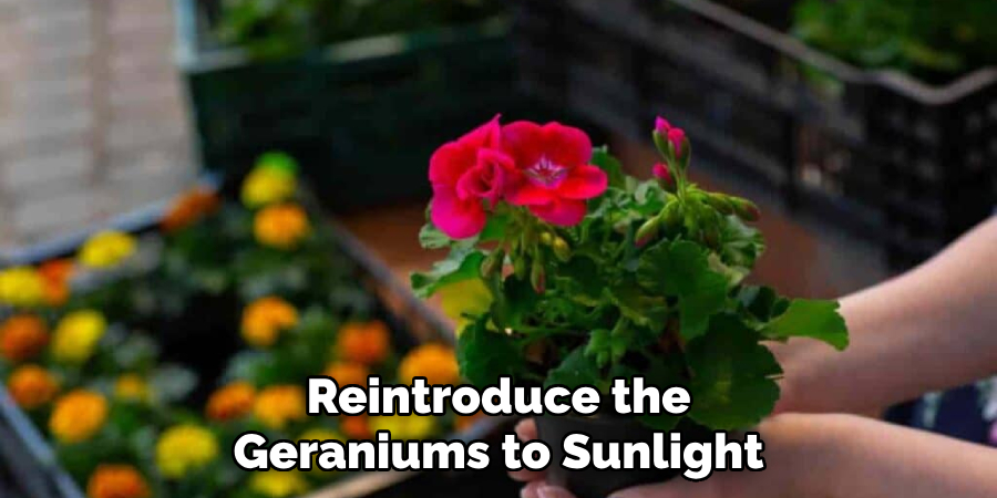 Reintroduce the Geraniums to Sunlight