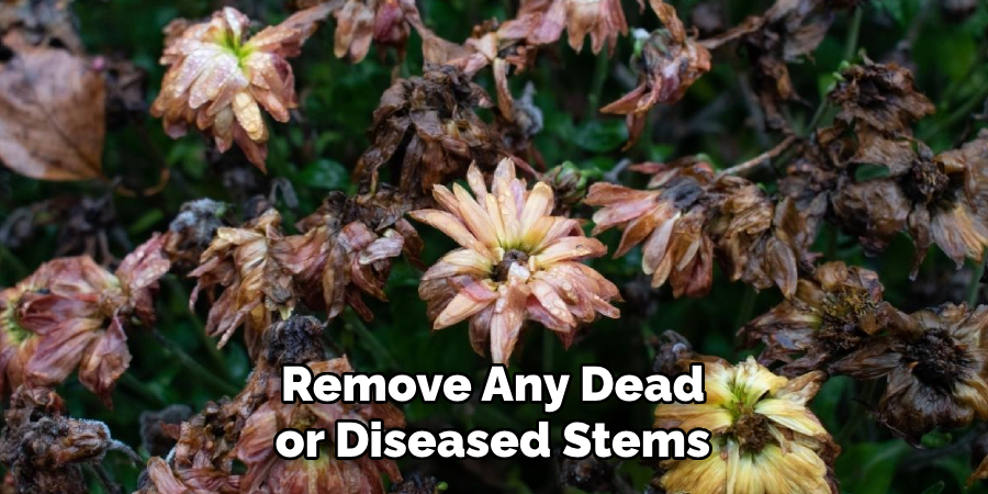 Remove Any Dead or Diseased Stems