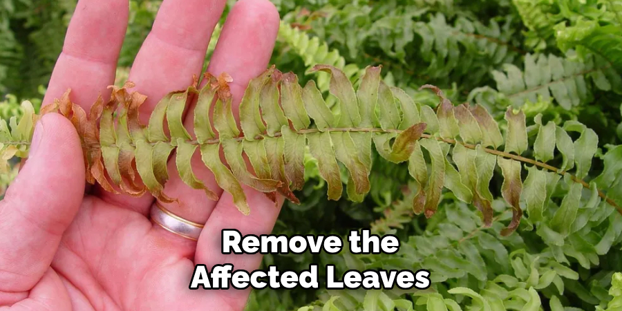 Remove the Affected Leaves
