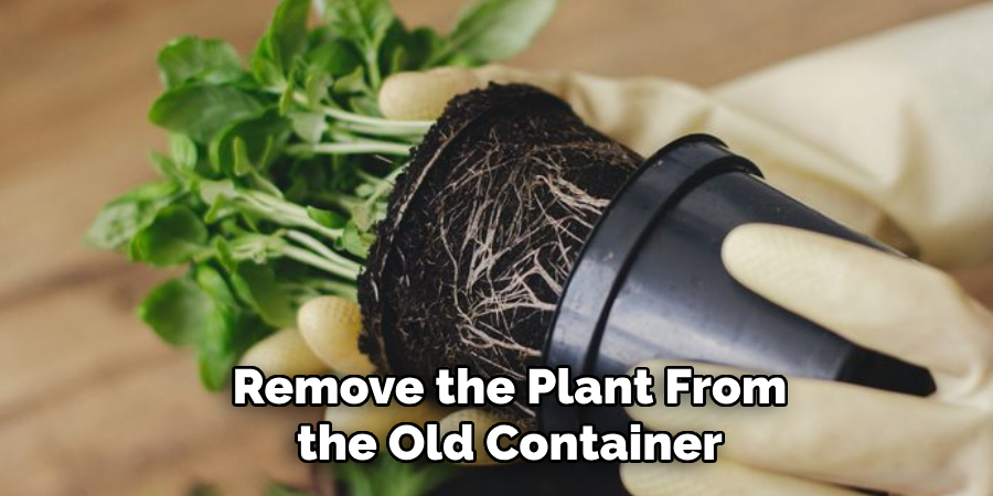 Remove the Plant From the Old Container