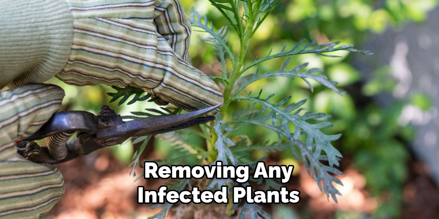 Removing Any Infected Plants