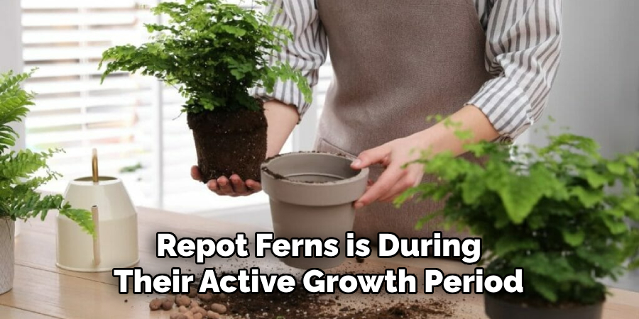 Repot Ferns is During Their Active Growth Period