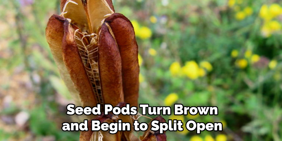 Seed Pods Turn Brown and Begin to Split Open