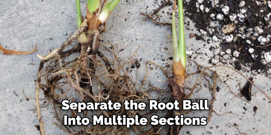 Separate the Root Ball Into Multiple Sections