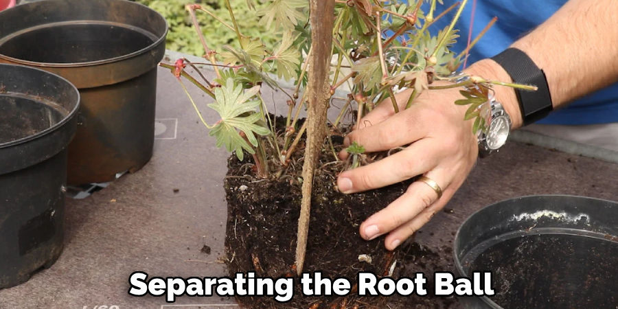 Separating the Root Ball