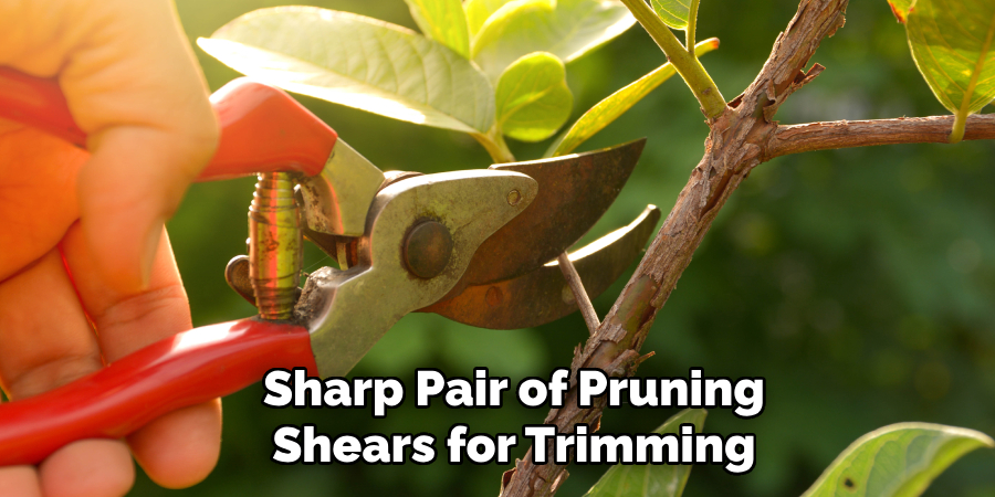 Sharp Pair of Pruning Shears for Trimming