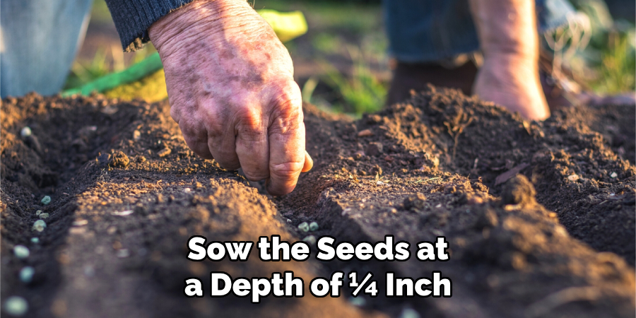 Sow the Seeds at a Depth of ¼ Inch