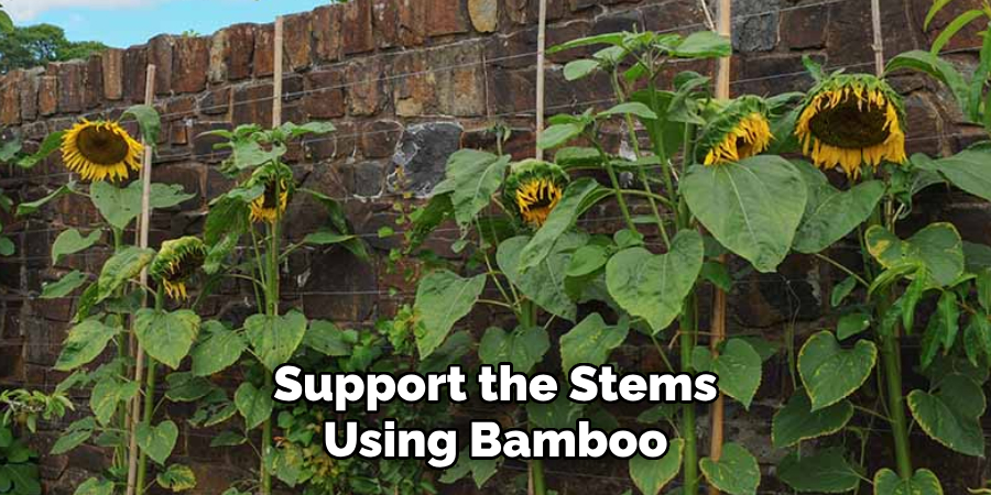 Support the Stems Using Bamboo