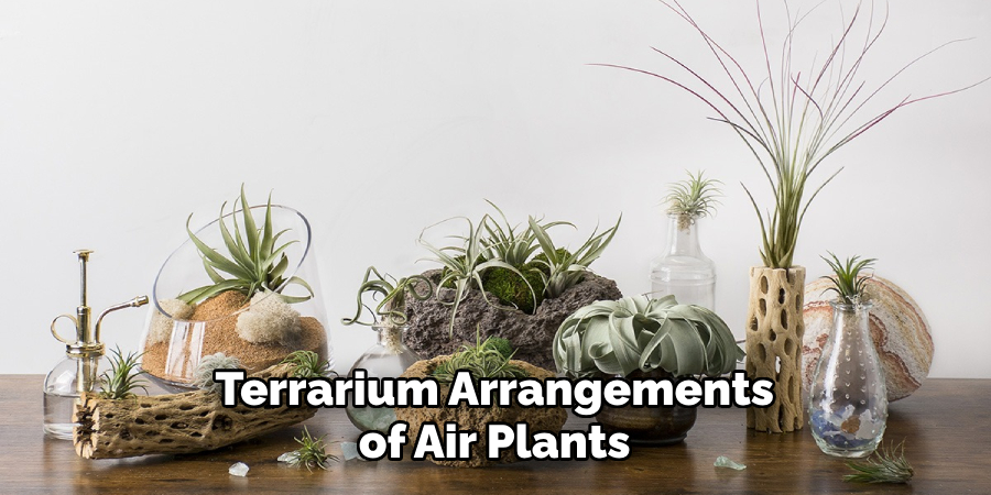 Terrarium Arrangements of Air Plants
