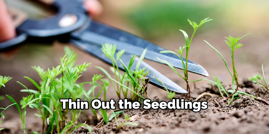 Thin Out the Seedlings