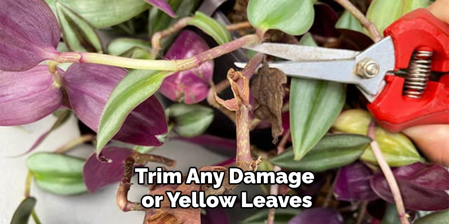 Trim Any Damaged or Yellow Leaves