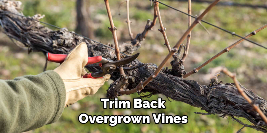 Trim Back Overgrown Vines