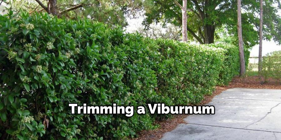 Trimming a Viburnum