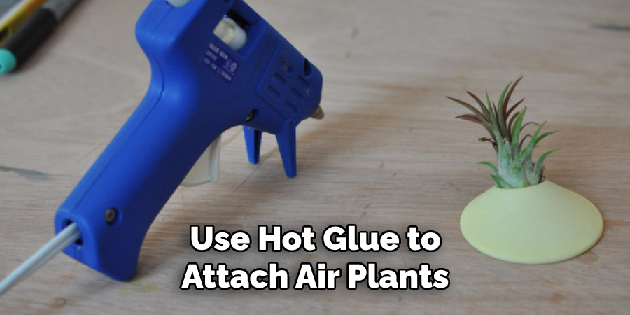 Use Hot Glue to Attach Air Plants