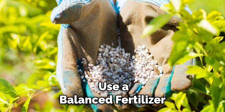 Use a Balanced Fertilizer 