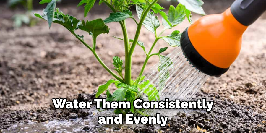 Water Them Consistently and Evenly