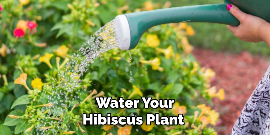 Water Your Hibiscus Plant 
