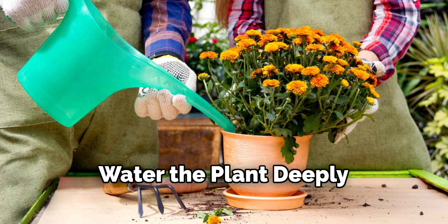 Water the Plant Deeply