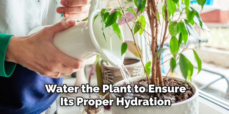 Water the Plant to Ensure Its Proper Hydration