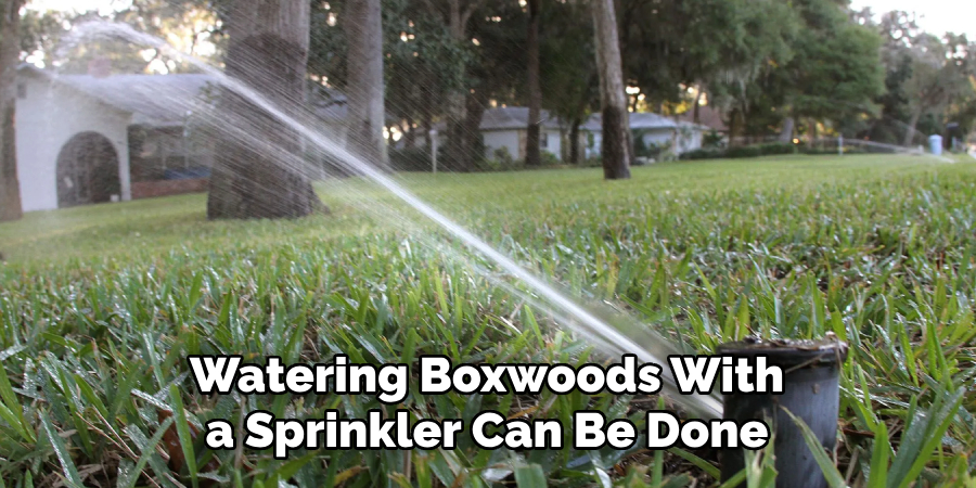 Watering Boxwoods With a Sprinkler Can Be Done