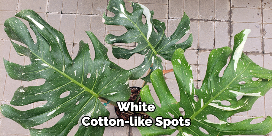 White Cotton-like Spots