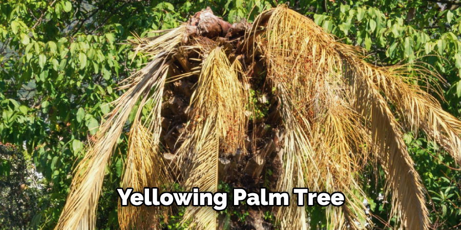 Yellowing Palm Tree