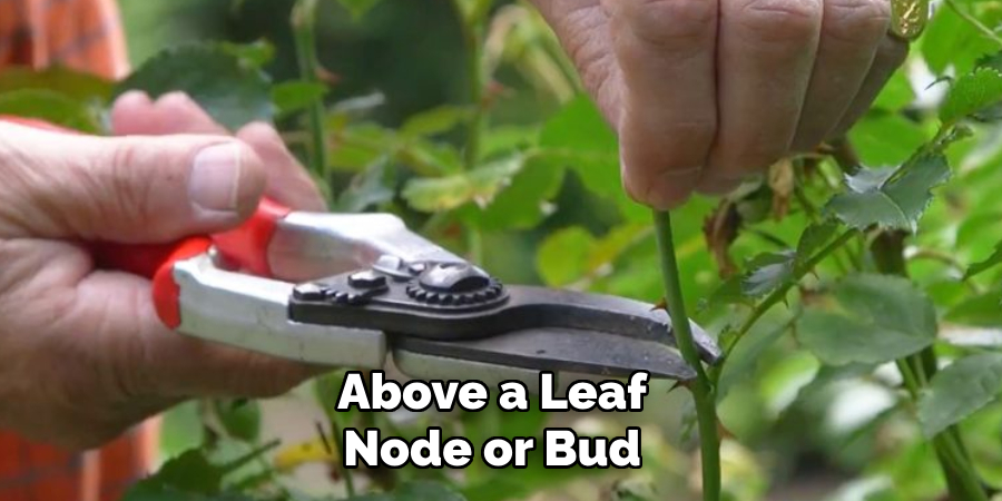 Above a Leaf Node or Bud