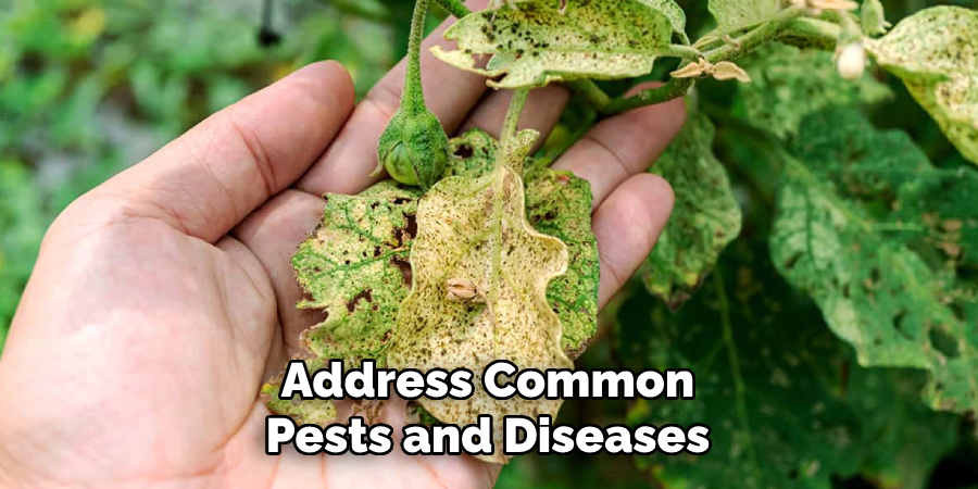 Address Common Pests and Diseases