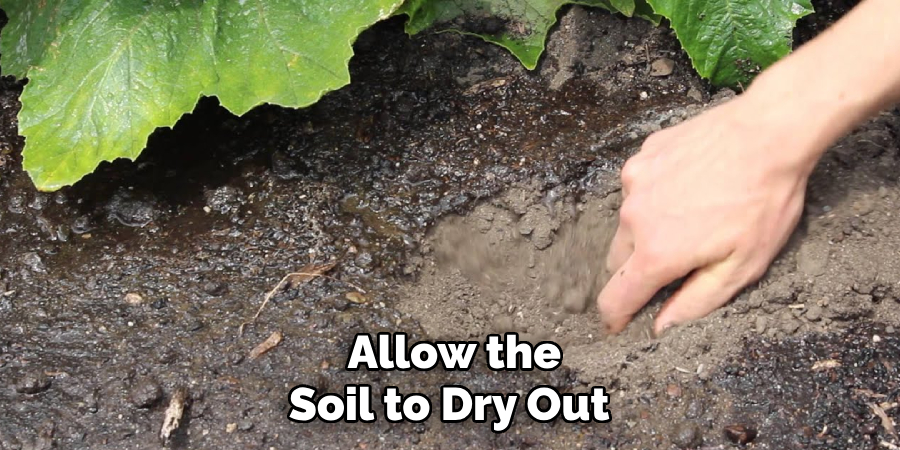 Allow the Soil to Dry Out 
