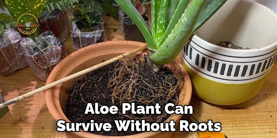 Aloe Plant Can Survive Without Roots
