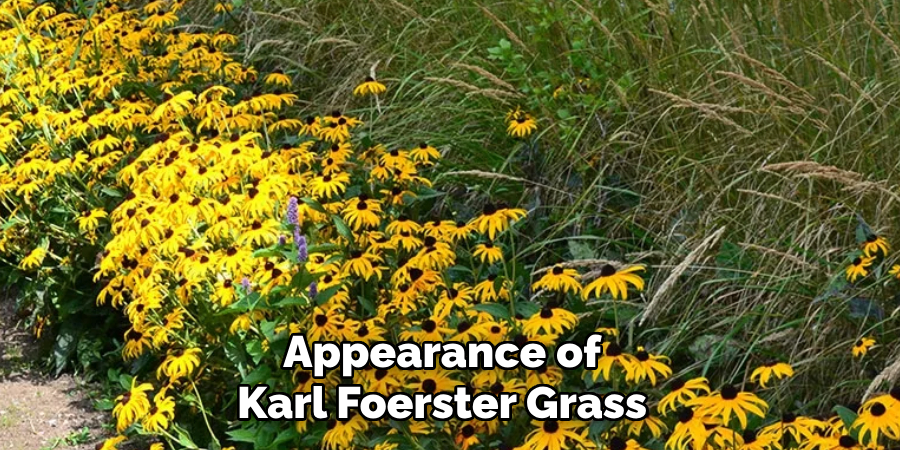 Appearance of Karl Foerster Grass