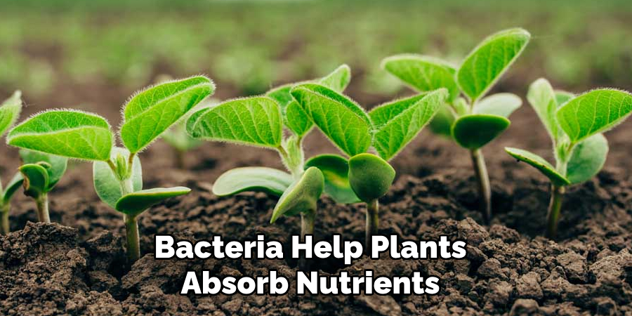 Bacteria Help Plants Absorb Nutrients