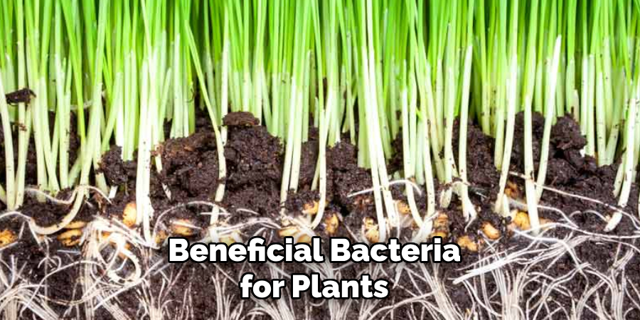 Beneficial Bacteria for Plants