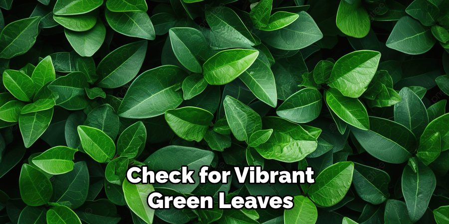 Check for Vibrant Green Leaves