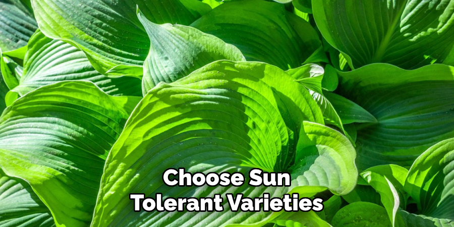 Choose Sun Tolerant Varieties