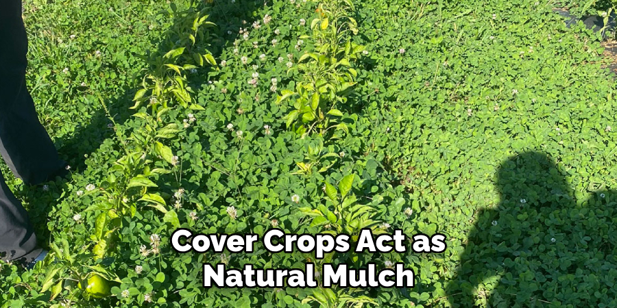 Cover Crops Act as Natural Mulch