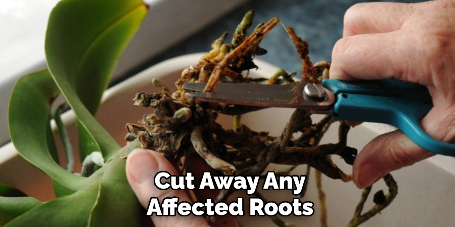 Cut Away Any Affected Roots