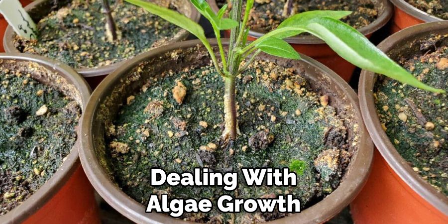 Dealing With Algae Growth
