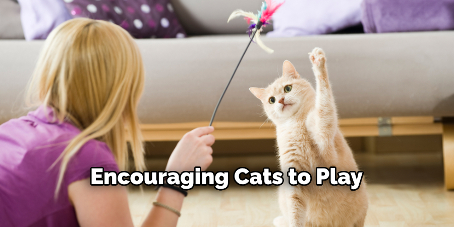 Encouraging Cats to Play