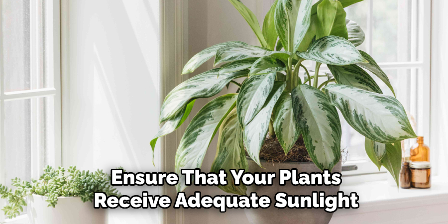 Ensure That Your Plants
Receive Adequate Sunlight