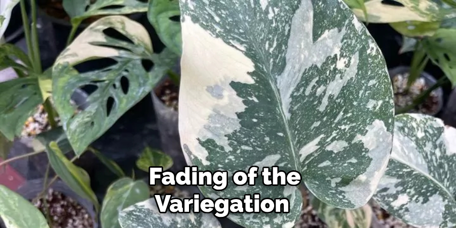  Fading of the Variegation