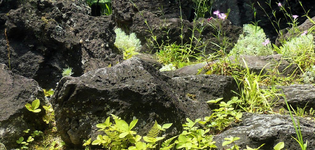 How to Use Lava Rocks for Plants