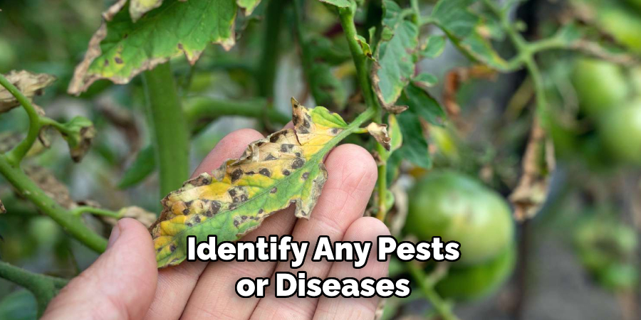 Identify Any Pests or Diseases
